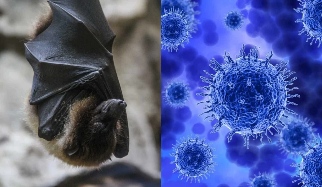 Surto de Nipah na Índia