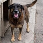 suspeitos tentaram afogar outro cachorro